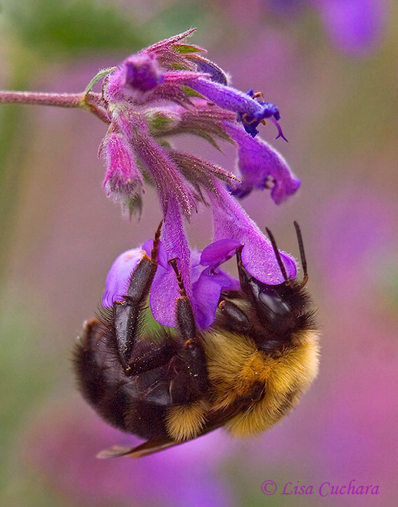 Bumblebee on a flower