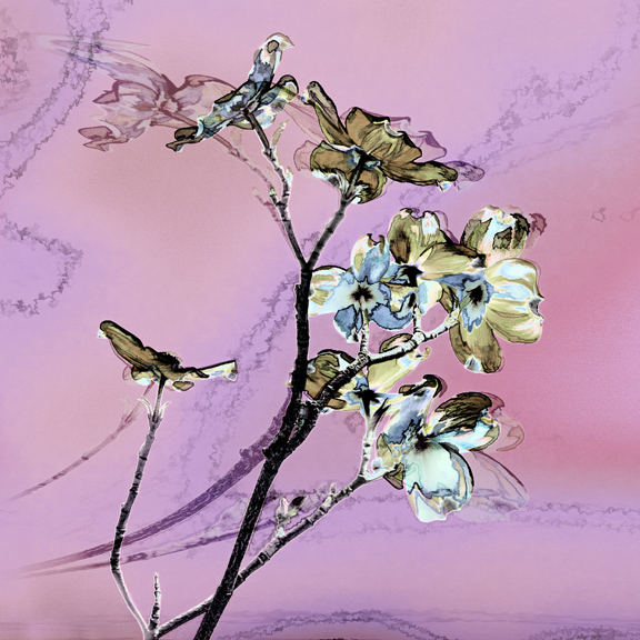 Dogwood