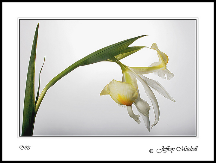 Iris