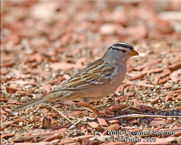 White-Crowned Sparrow