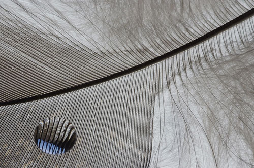 Turkey Feather / Water Drop