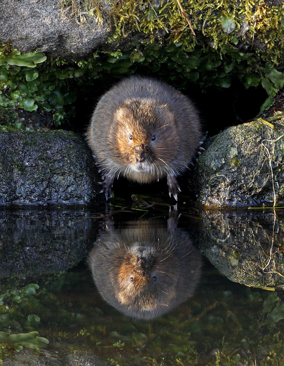Water vole