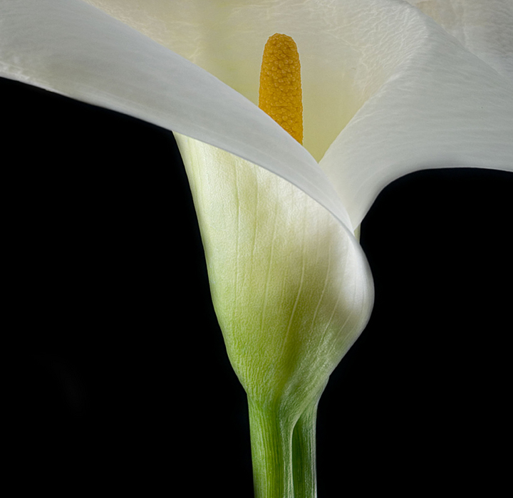Calla Lily