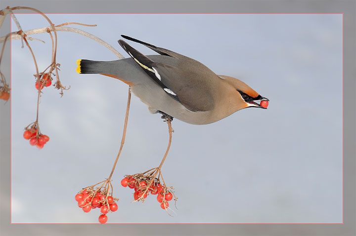 Bohemian Waxwing