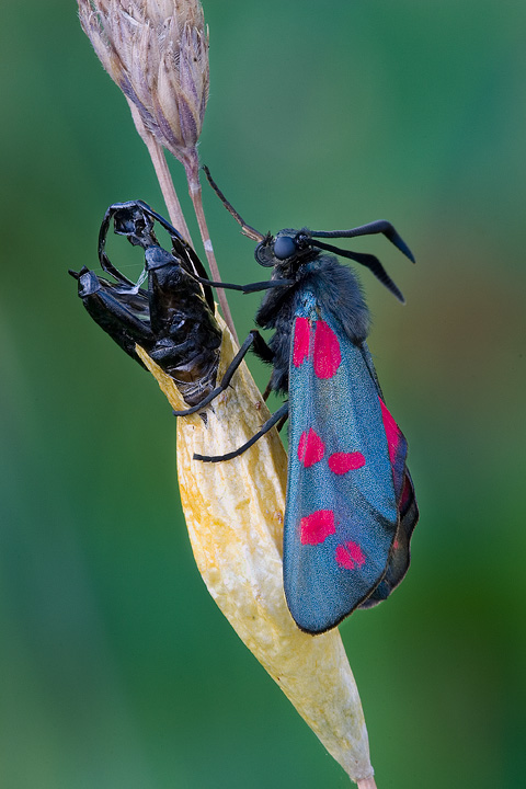Newly emerged Burnet moth