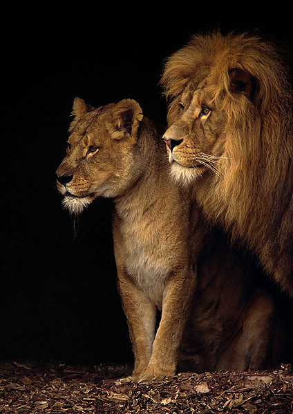 Happy couple
