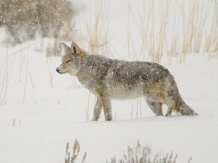 Snowy Coyote