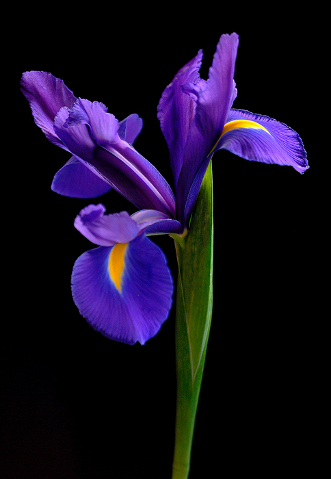Iris Portrait