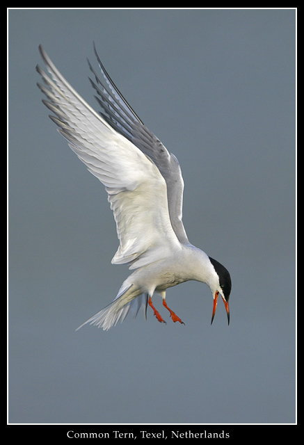 Common Tern