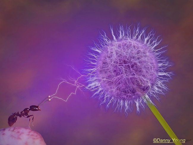 Purple Haze