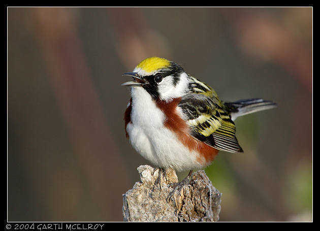 Chestnut-sided Warbler