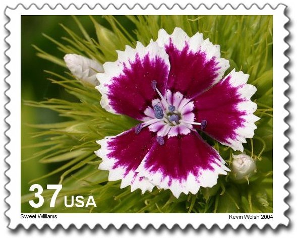 Under the Stamp, and on it!