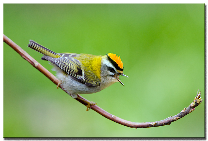Firecrest