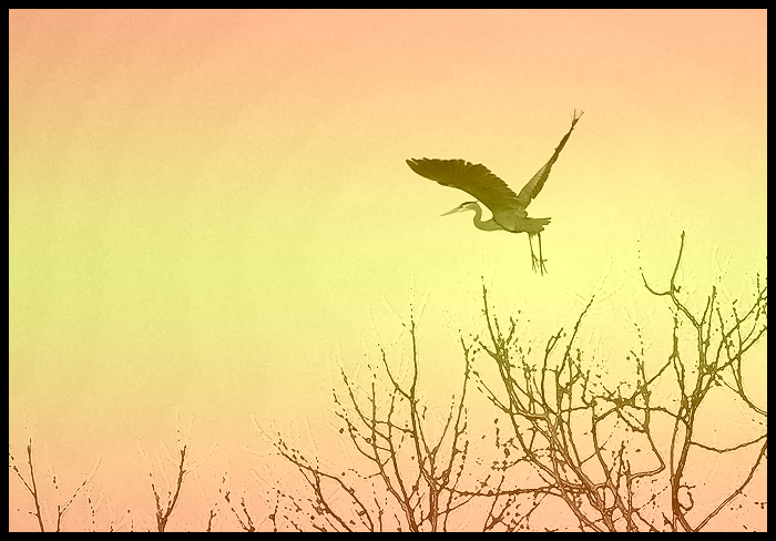 Heron Art #2