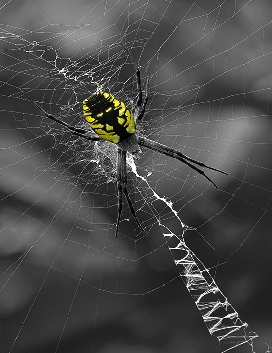 Intimidating Garden Spider