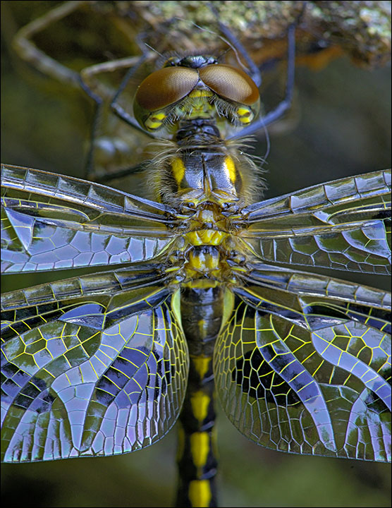 Up Close and Personal