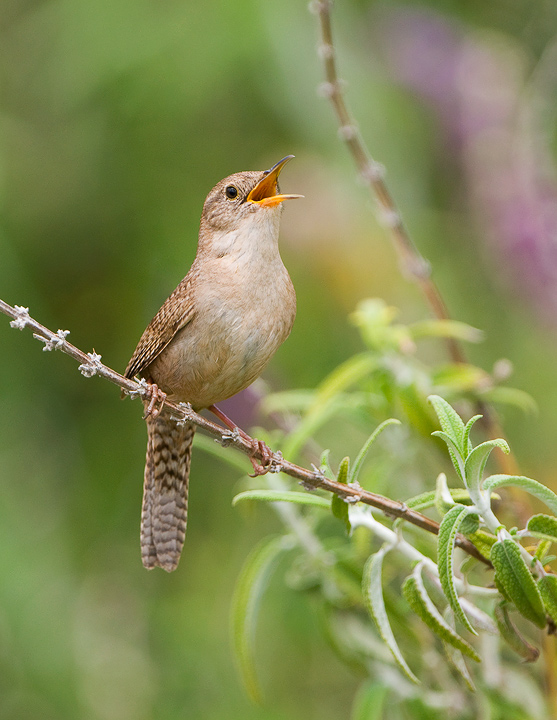 WC326 House Wren