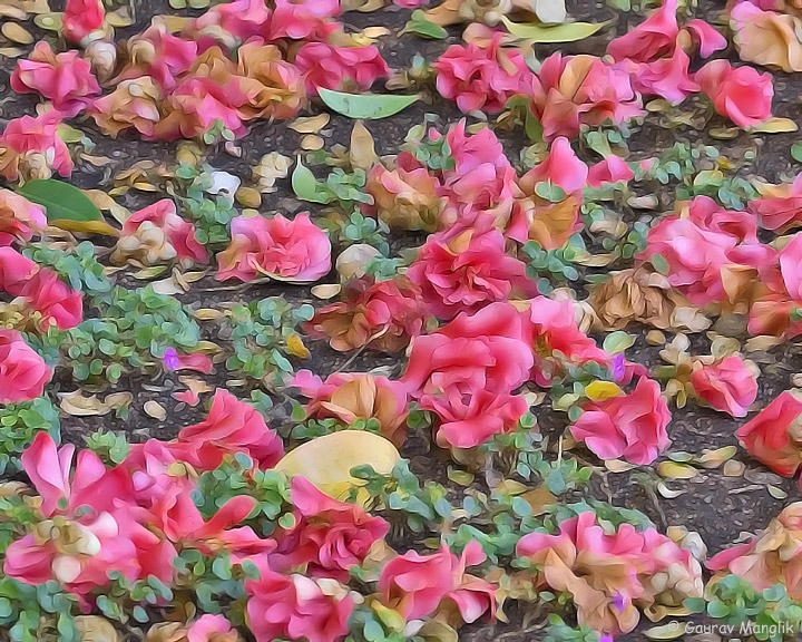 Fallen Petals