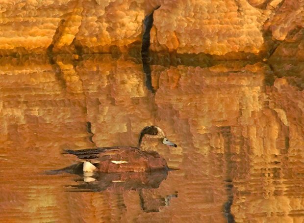 Duck and Rockwall