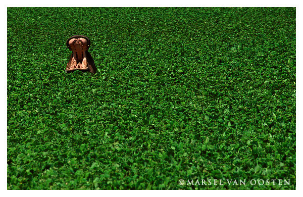 Lonely hippo and lots of lettuce