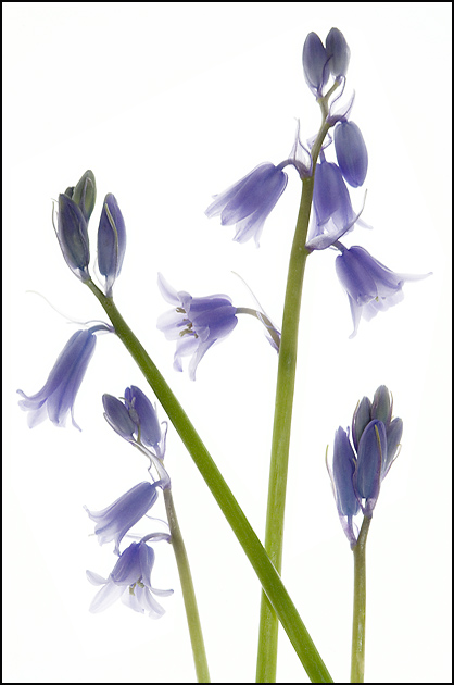 Blue Whispers