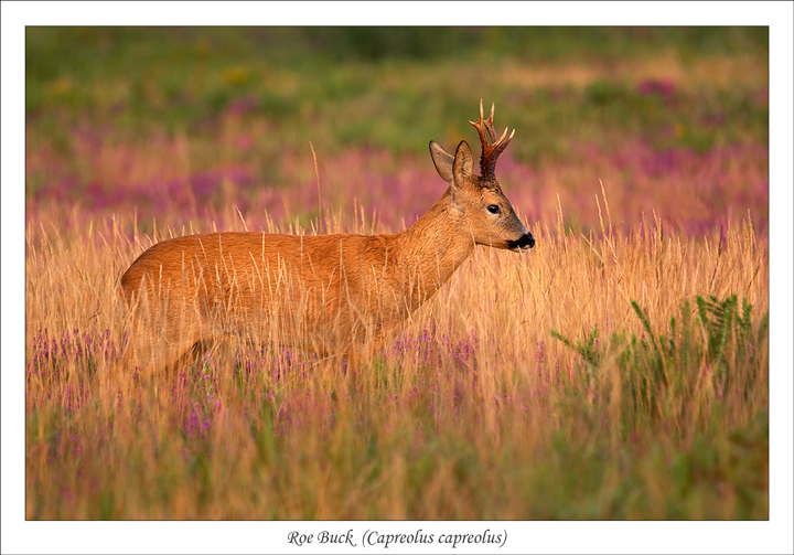 Roe Buck.
