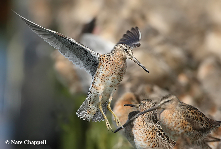 Dowitcher Landing