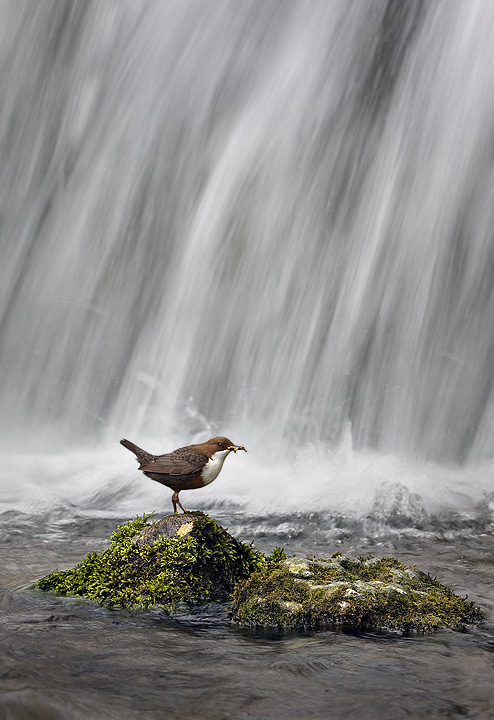 Dipper at the bottom of waterfall.