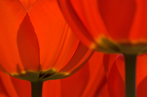 Stained Glass Tulips (w/ alt version)