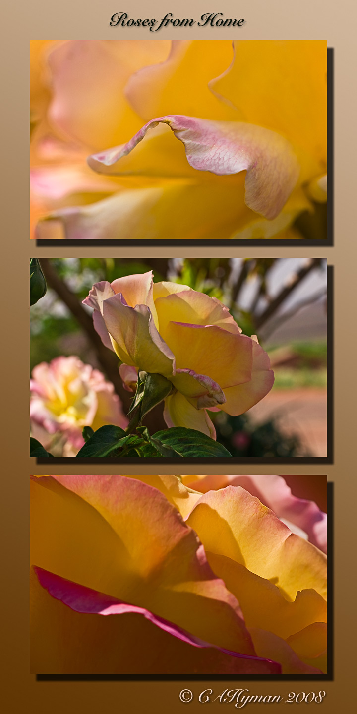 Roses from Home