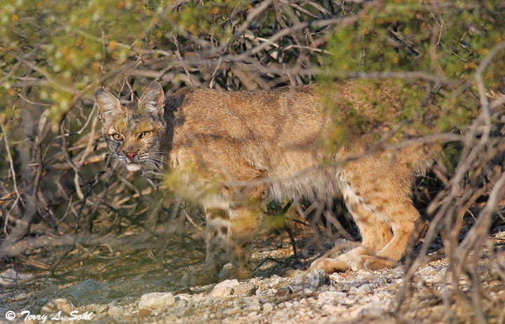 Bobcat in Brush
