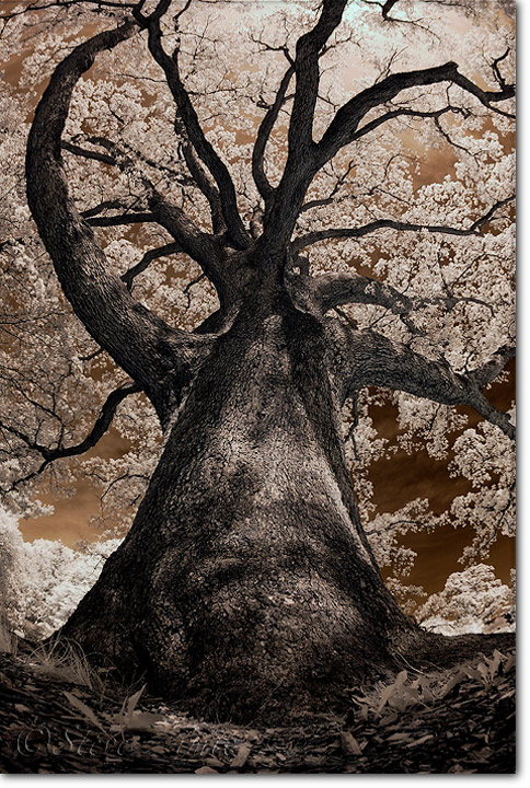 White Oak (Infrared)