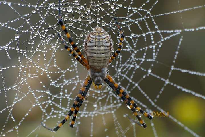 Wet spider web