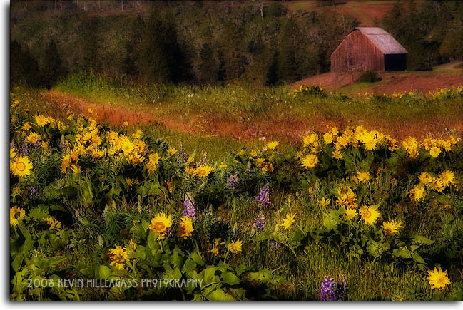 Balsamroot & Barn