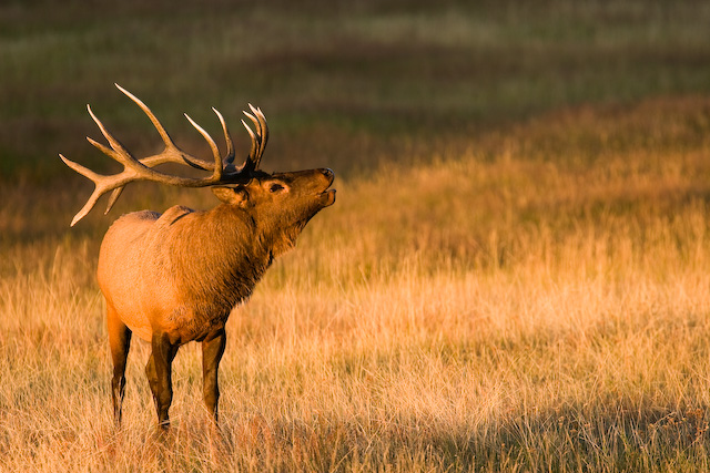 Bugling Elk