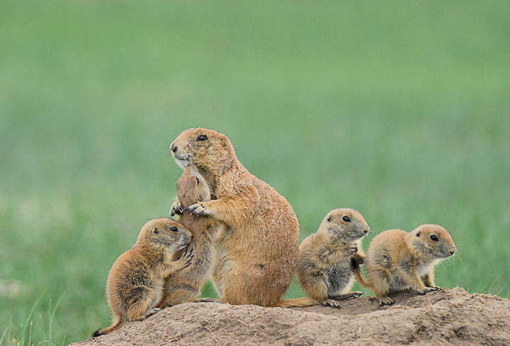 Lining Up For Kisses