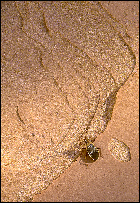 Box Elder Bug on Sandstone