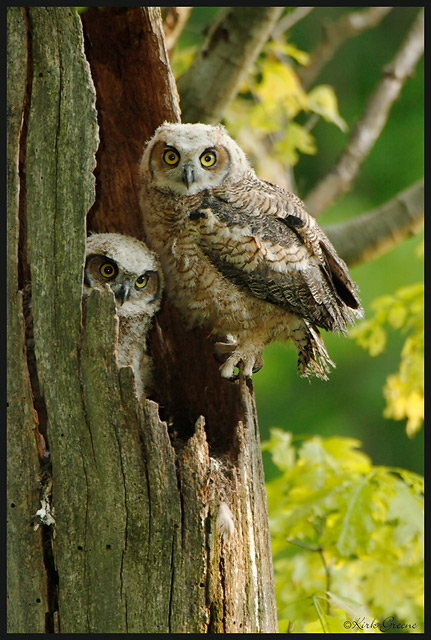 Great Horned Owlets- Last of the Series