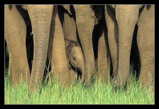 Indian Elephant calf in the herd - Corbett National Park, India.