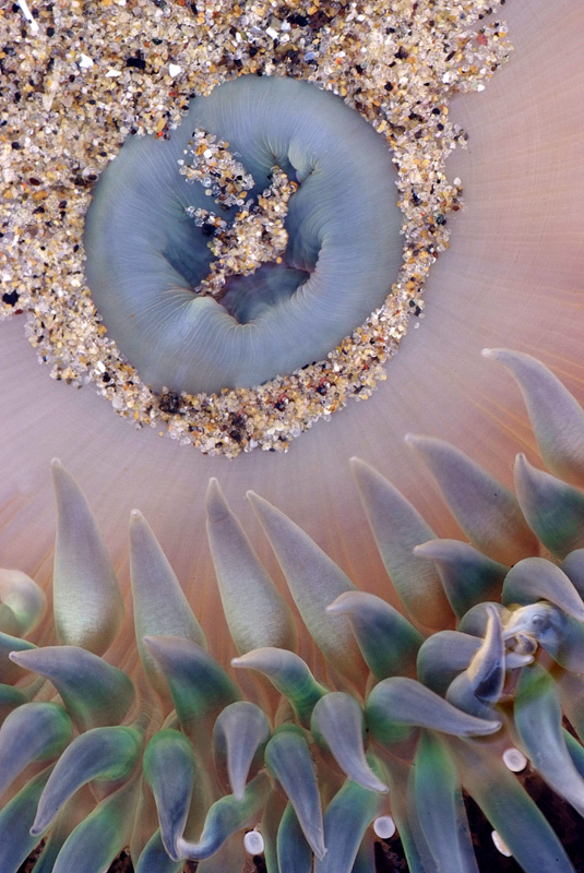 Green Anemone
