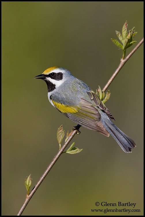 Golden-winged Warbler