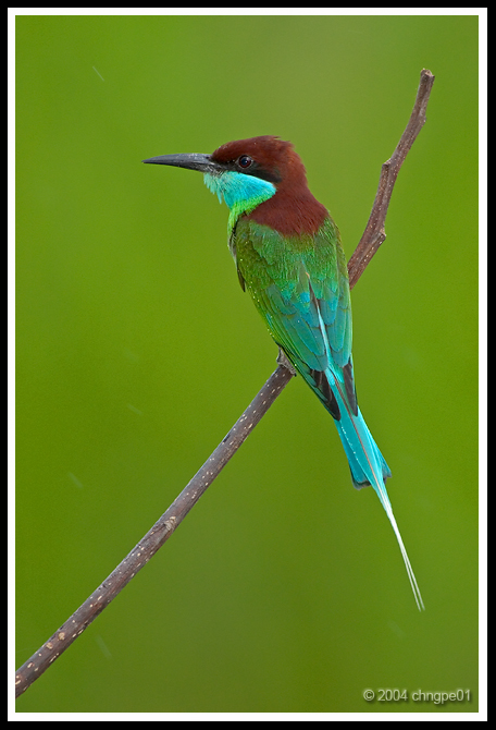 Another Blue Throated Bee Eater