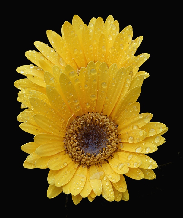 Mist on the Flowers