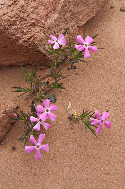 Desert Phlox