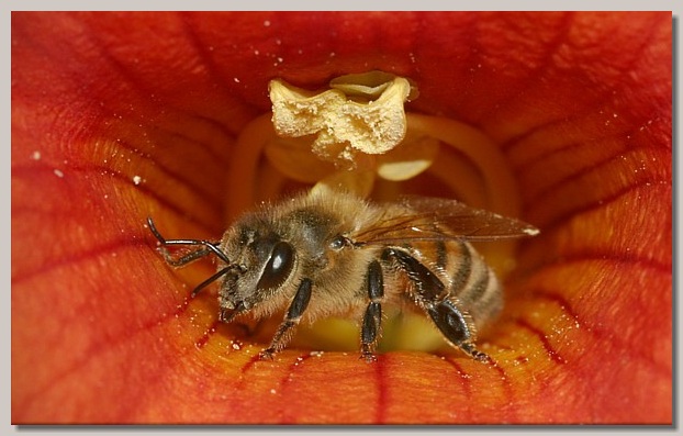 Bee in Trumpet Vine