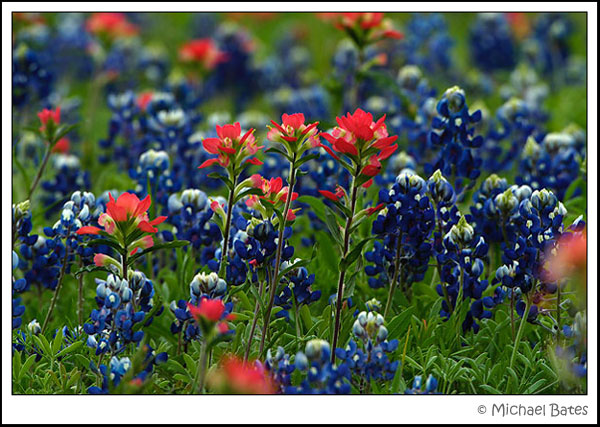 Bluebonnets and Paintbrush