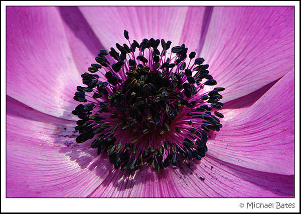 Oriental Lily Closeup