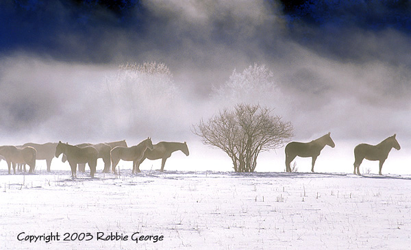 Frosty Morning