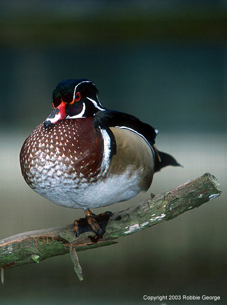 Wood Duck