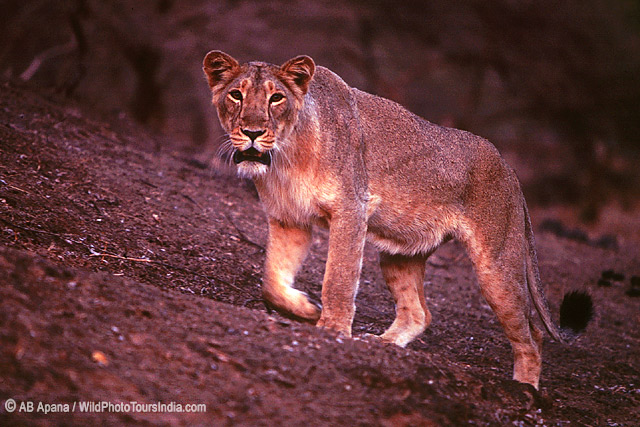 Asiatic Lion